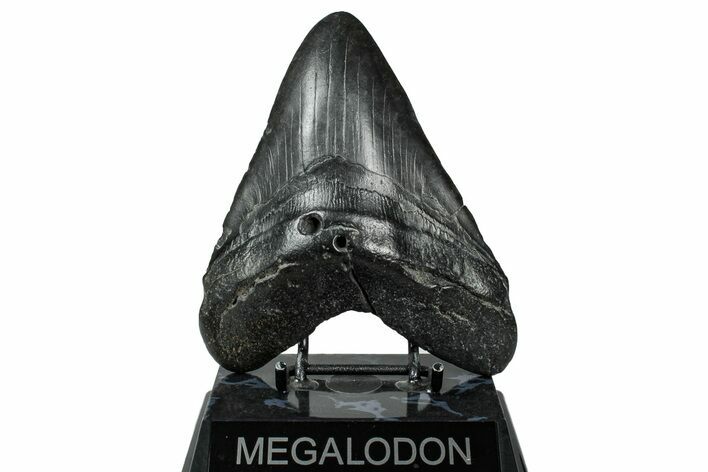 Huge Fossil Megalodon Tooth - South Carolina #333681